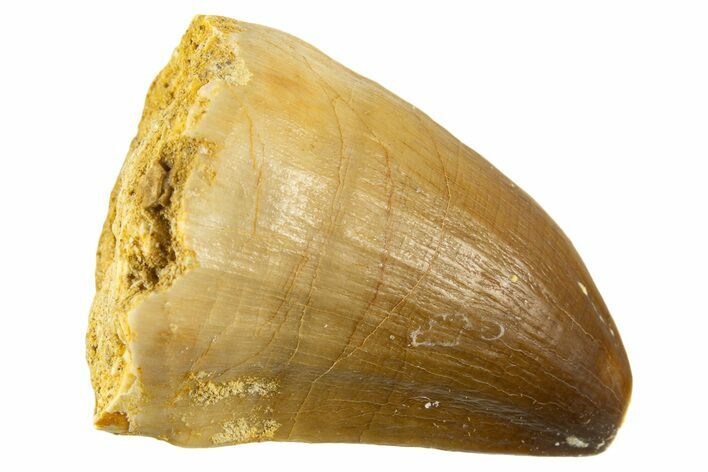 Fossil Mosasaur (Thalassotitan) Tooth - Morocco #332972